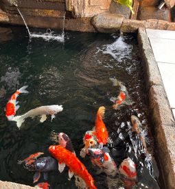 เพิ่มน้ำให้บ้าน