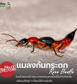ระวังสัตว์มีพิษหรือแมลง