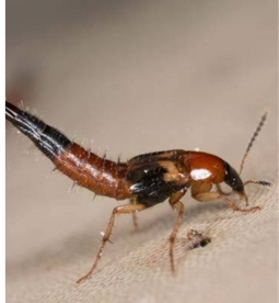 Beware of venomous marine animals and insects