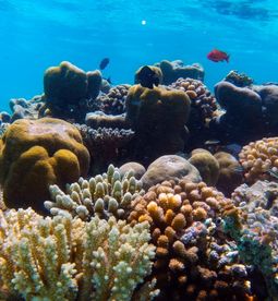 A chance to find rare marine animals.