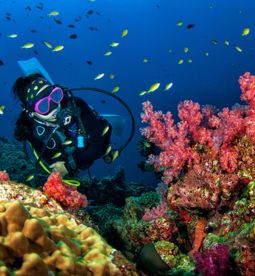Explore Krabi islands, diving into the world underwater.