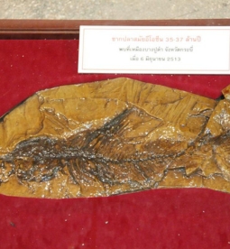Krabi Power Plant Fossil Museum