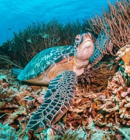 why people love Krabi diving