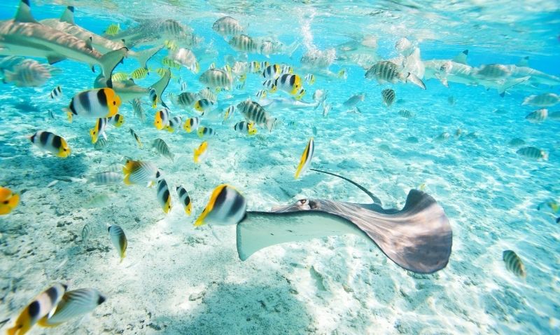 เปิดเหตุผลคนรักการดำน้ำ ว่าทำไมการดำน้ำกระบี่ ถึงดีต่อใจ!